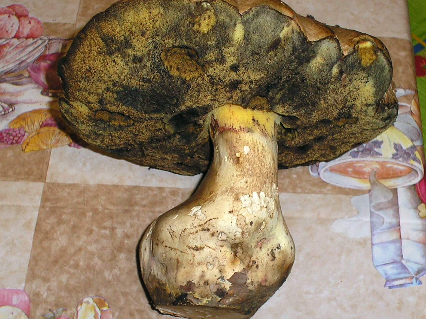 Boletus albidus